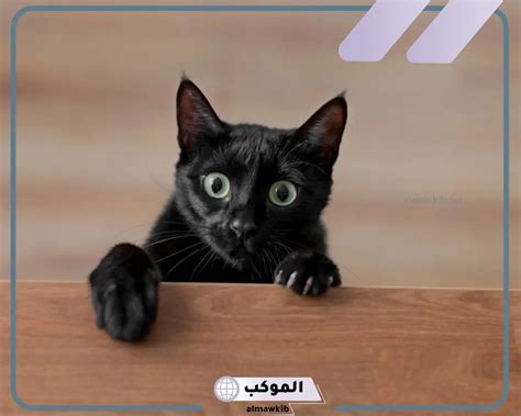 ما هو تفسير حلم رؤية الكثير من القطط السوداء في المنام كامل