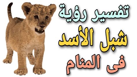 ما هو تفسير حلم شبل أسد في المنام كامل لامرأة مطلقة