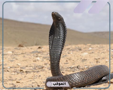 ما هو تفسير حلم كوبرا في المنام كامل لامرأة مطلقة