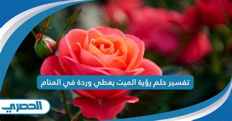 ما هو تفسير حلم كيف مات ابن سيرين.  يعطي وردة في المنام كامل