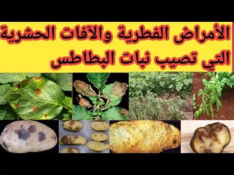 ما هي أكثر الآفات أو الأمراض شيوعًا التي يمكن أن تصيب نبات الريحان؟ ما هي أكثر الآفات أو الأمراض شيوعًا التي يمكن أن تصيب نبات الريحان؟
