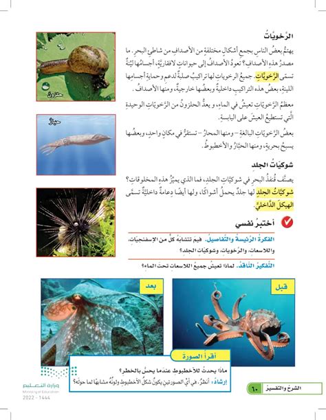 ما هي أوجه التشابه بين الإسفنج، والعمود الفقري، والرخويات، وشوكيات الجلد؟ ما هي أوجه التشابه بين الإسفنج، والعمود الفقري، والرخويات، وشوكيات الجلد؟