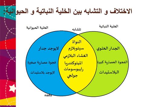 ما هي الاختلافات بين الأطعمة النباتية والأغذية الحيوانية؟