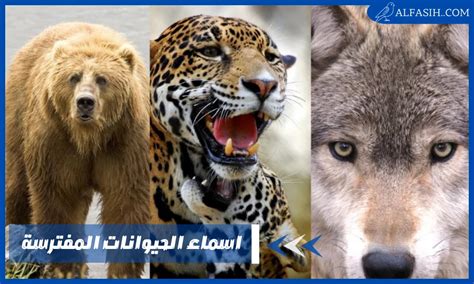 ما هي الحركات التي يتعين على الحيوانات القيام بها لحماية نفسها من الحيوانات المفترسة؟ ما هي الحركات التي يتعين على الحيوانات القيام بها لحماية نفسها من الحيوانات المفترسة؟
