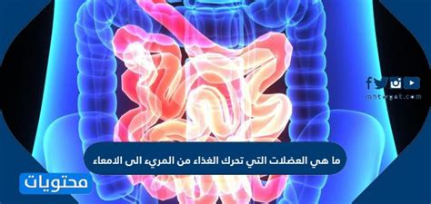 ما هي العضلات التي تنقل الطعام من المريء إلى الأمعاء؟  هناك حاجة إلى حل.