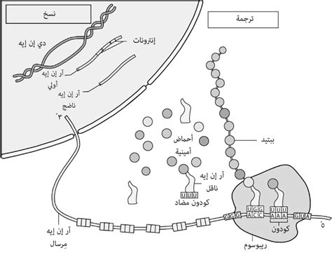 ما هي القاعدة الموجودة في الحمض النووي الريبي ولكن ليس في الحمض النووي؟  إجابة كاملة