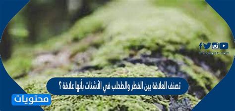 ما هي الكلمة التي تصف العلاقة التكافلية بين الفطر والطحالب؟