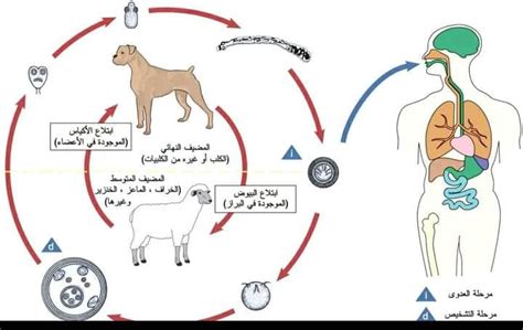 ما هي اللائحة القانونية إذا أكل حيوان ما ملوثًا في حالة طوارئ؟