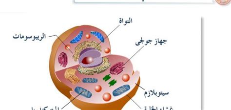 ما هي المادة التي من المرجح أن توجد في جدار الخلية لكائن حي مع البلاستيدات الخضراء والأنسجة؟