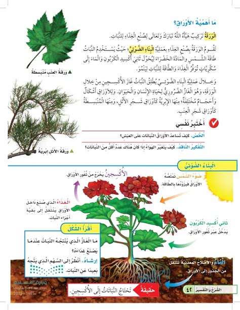ما هي الوظائف التي تؤديها الأجزاء المختلفة من النبات لاستمرار حياتها؟
