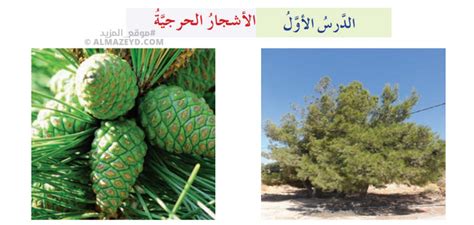 ما هي نسبة المساحة المزروعة بالأشجار الحرجية في المملكة الأردنية الهاشمية؟