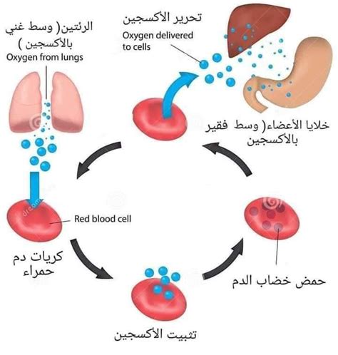 ماذا أتوقع إذا كان الدم لا يستطيع امتصاص الأكسجين من الرئتين؟
