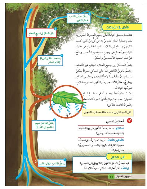 ماذا يحدث للثغور في ورقة نبات إذا لم أسقيها لمدة أسبوعين؟ ماذا يحدث للثغور في ورقة نبات إذا لم أسقيها لمدة أسبوعين؟