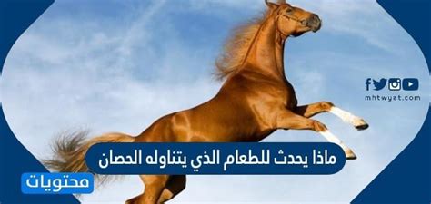 ماذا يحدث للطعام الذي يأكله الحصان؟