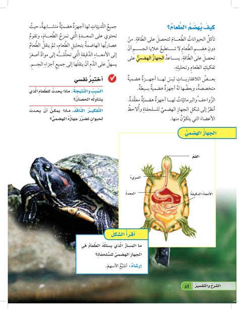 ماذا يمكن أن يحدث للحيوان الذي تضرر جهازه الهضمي ماذا يمكن أن يحدث للحيوان الذي تضرر جهازه الهضمي