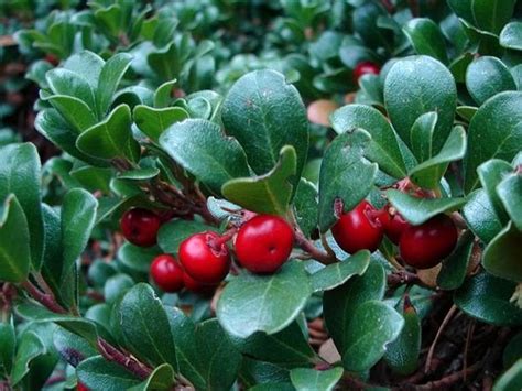 مانزانيتا (Arctostaphyllus)
