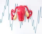 متى تزرع البويضة الملقحة في جدار الرحم؟