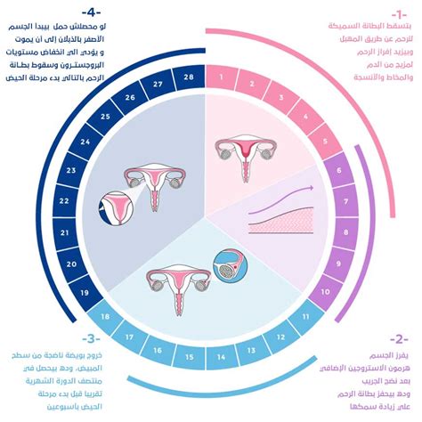 متى يتم تنظيم الدورة الشهرية بعد الإجهاض بحيث يمكن أن يحدث الحمل مرة أخرى؟