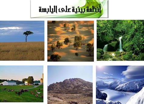 مجموع المجموعات الحيوية في أشكال النظام البيئي
