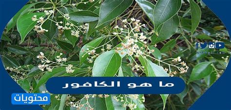 مخاطر ومحاذير استخدام الكافور
