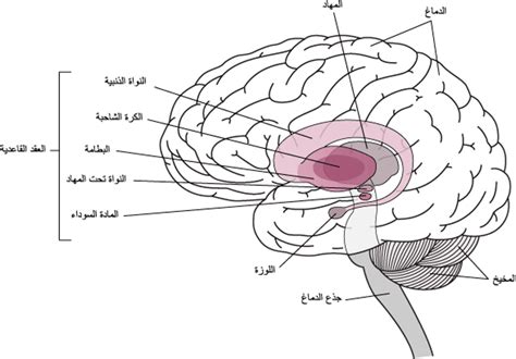مرض باركنسون - اضطرابات الدماغ والحبل الشوكي والأعصاب - كتيبات MSD