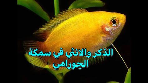 مساوئ الأسماك الذكر والأنثى وصفاتها السيئة