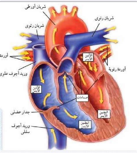 مع كل نبضة قلب، يضخ القلب كمية مختلفة من الدم
