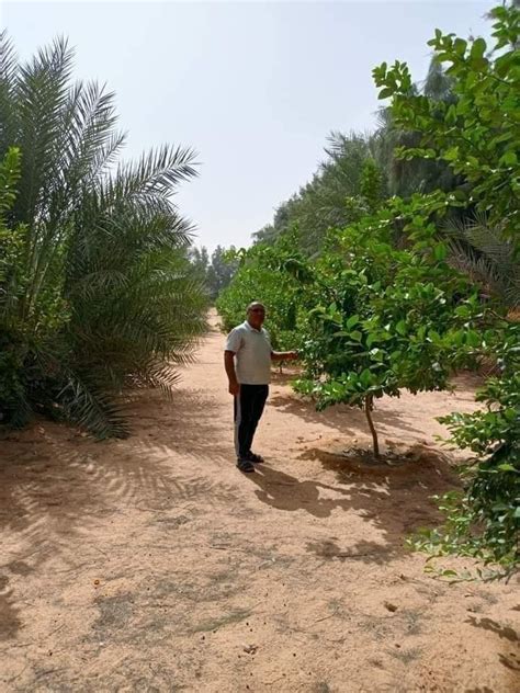 معاذ لديه مزرعة شيدها على الأرض التي حددها بزرع نخلة عند كل رأس وسياج بين رأسه و