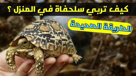 معلومات حول فوائد امتلاك سلحفاة برية في المنزل معلومات حول فوائد امتلاك سلحفاة برية في المنزل