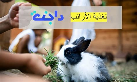 معلومات عن تغذية الأرانب