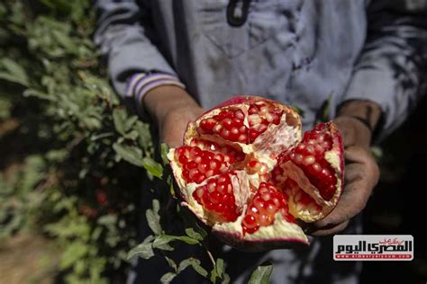 مغذيات الرمان