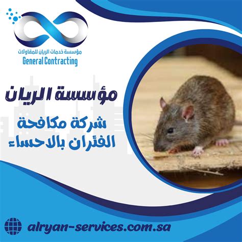 مكافحة الفئران مع شركة مكافحة الآفات بالأحساء