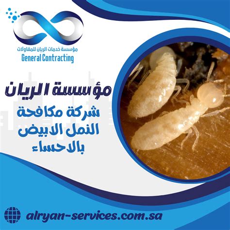 مكافحة النمل الأبيض من خلال شركة لمكافحة النمل الأبيض بالأحساء