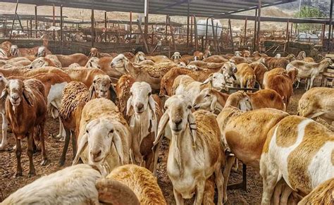من أسباب نقص الثروة الحيوانية في المملكة العربية السعودية الاستهلاك الهائل للحوم من أسباب نقص الثروة الحيوانية في المملكة العربية السعودية الاستهلاك الهائل للحوم