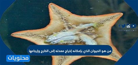 من هو الحيوان الذي يمكنه إخراج معدته وإعادتها إلى الداخل - اسألنا com