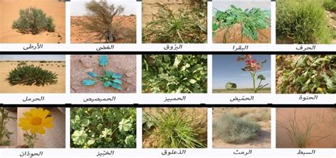 مناطق توزع النباتات الصحراوية الحارة والجافة في موطني المملكة العربية السعودية، ثم أذكر أنواع الأشجار هناك؟