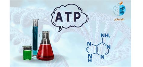 منع ثلاثي فوسفات الأدينوزين (ATP).