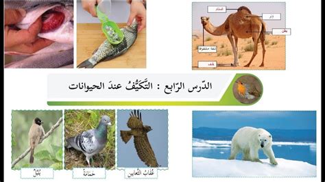 ناقش بعض الأمثلة عن كيفية تعامل الحيوانات مع التغيرات في بيئتها.