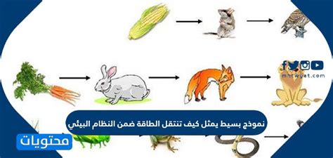 نموذج بسيط يوضح كيف تتحرك الطاقة داخل نظام بيئي؟