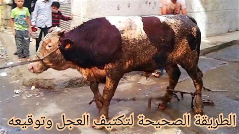 نهاية أخرى بالرحمة والتعاطف مع العجل الأبيض