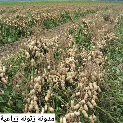 نوع الأرض الزراعية المناسبة لزراعة الفول في المدينة