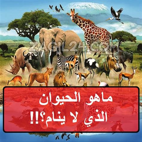 هاي الحيوان الذي لا ينام