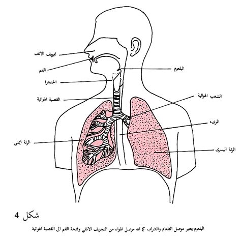 هذا الجزء من الجهاز التنفسي الذي يشارك في صنع الصوت هو