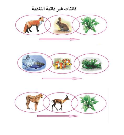 هل الحيوانات غير ذاتية التغذية بشكل إلزامي