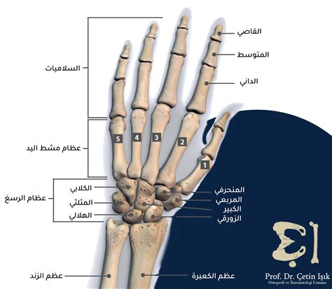 هل الدواء يؤذي اليد اليمنى؟ هل الدواء يؤذي اليد اليمنى؟