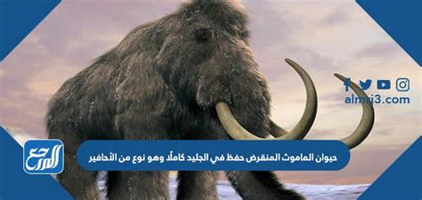 هل الماموث المنقرض المحفوظ في الجليد مكتمل، نوع من الأحافير؟