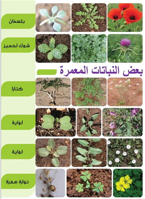 هل تحدد الظروف التي يمكن فيها مشاهدة المحاصيل المتطورة مثل الطحالب والأعشاب الضارة تنمو؟