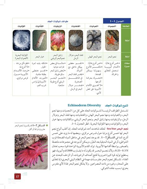 هل تستنتج من ملاحظاتك وظيفة القدم الأنبوبية في شوكيات الجلد؟