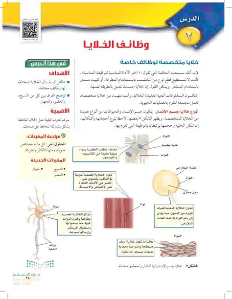 هل تشرح ثلاث وظائف للبروتينات في الخلايا وتعطي مثالاً لكل وظيفة؟