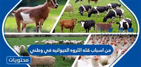 هل من أسباب قلة الوفرة الحيوانية في السعودية الاستهلاك الهائل للحوم صح أم خطأ